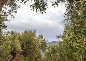 ΚΑΠ: Πώς θα επιδοτηθούν μνημειακοί ελαιώνες 800-1.000 χρόνων