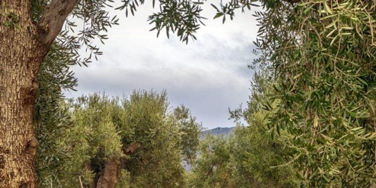 ΚΑΠ: Πώς θα επιδοτηθούν μνημειακοί ελαιώνες 800-1.000 χρόνων