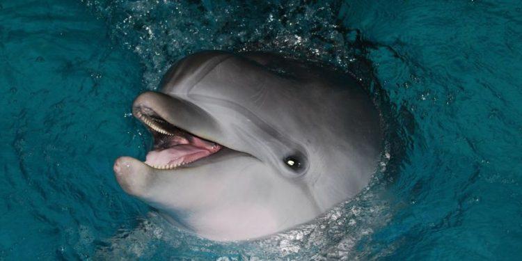 Τα θηλυκά δελφίνια μιλούν «μωρουδίστικα» στα μικρά τους όπως οι άνθρωποι, δείχνει νέα έρευνα