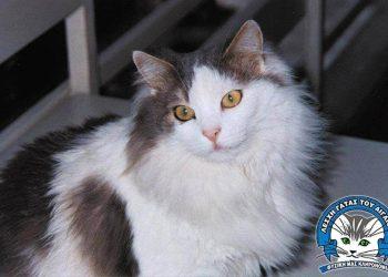 Η ΓΑΤΑ ΤΟΥ ΑΙΓΑΙΟΥ