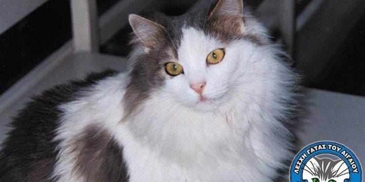 Η ΓΑΤΑ ΤΟΥ ΑΙΓΑΙΟΥ