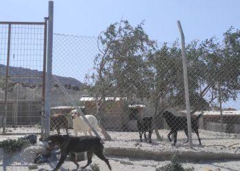 Stray Paws Santorini: Κλείνει το καταφύγιο ζώων λόγω αδυναμίας κάλυψης εξόδων