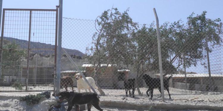 Stray Paws Santorini: Κλείνει το καταφύγιο ζώων λόγω αδυναμίας κάλυψης εξόδων