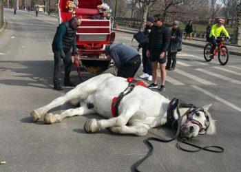 Προστασία των ιπποειδών εργασίας και των ζώων που μεταφέρονται κατά τη διάρκεια των θερινών διακοπών υπό ακραίες καιρικές συνθήκες