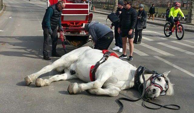 Προστασία των ιπποειδών εργασίας και των ζώων που μεταφέρονται κατά τη διάρκεια των θερινών διακοπών υπό ακραίες καιρικές συνθήκες