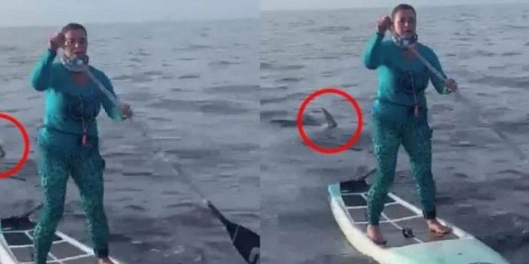 ΗΠΑ: Βίντεο: Απίστευτη ψυχραιμία από γυναίκα που έκανε SUP δίπλα σε καρχαρία 500 κιλών