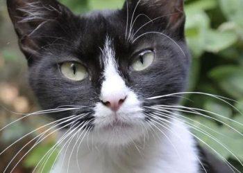 11 συναρπαστικά πράγματα για τις γάτες tuxedo