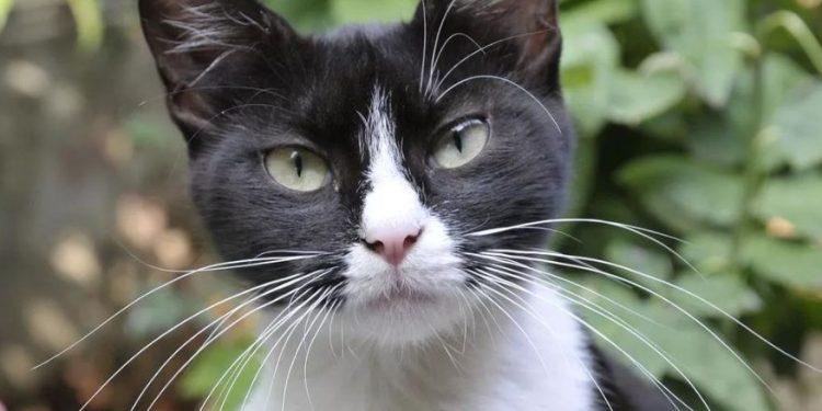 11 συναρπαστικά πράγματα για τις γάτες tuxedo