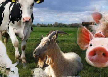 Κτηνοτροφία: Συρρικνώνεται και αιμορραγεί – Καταστροφικό το μέλλον, λένε οι κτηνοτρόφοι