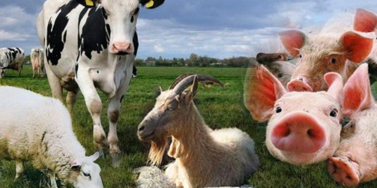 Κτηνοτροφία: Συρρικνώνεται και αιμορραγεί – Καταστροφικό το μέλλον, λένε οι κτηνοτρόφοι