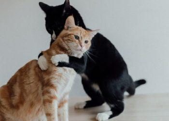 Κοινωνικοποίηση της γάτας σας: Δύσκολο αλλά όχι ακατόρθωτο