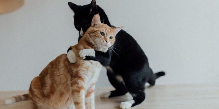 Κοινωνικοποίηση της γάτας σας: Δύσκολο αλλά όχι ακατόρθωτο