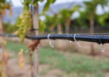 ΕΕ: Στα σκαριά χαλάρωση των περιορισμών για γενετικά μεταλλαγμένες καλλιέργειες