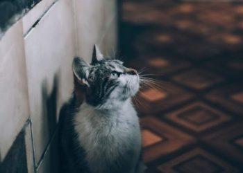 Μάστιγα η εγκατάλειψη ζώων τους καλοκαιρινούς μήνες