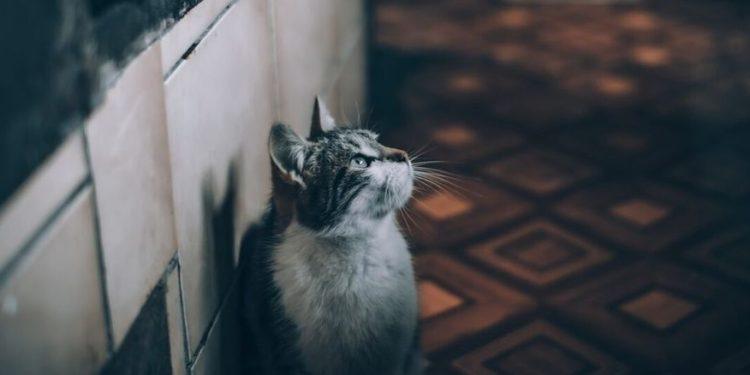 Μάστιγα η εγκατάλειψη ζώων τους καλοκαιρινούς μήνες