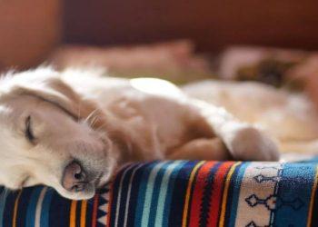 Τι βλέπουν οι σκύλοι στα όνειρά τους