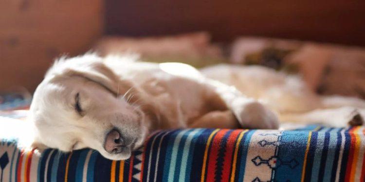 Τι βλέπουν οι σκύλοι στα όνειρά τους