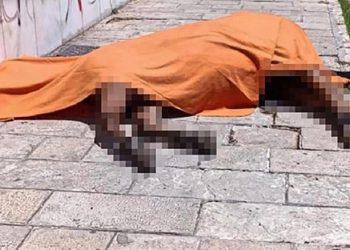 Κέρκυρα: Οργή από τους φιλόζωους για το νεκρό άλογο -«Εδώ και χρόνια φωνάζουμε για τις άμαξες»