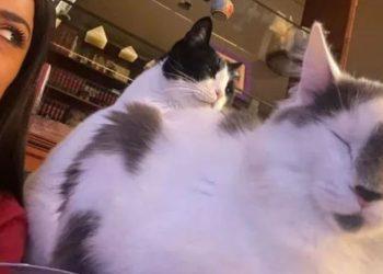 Ο Σίβα και ο Λίο της Ευλαμπίας Ρέβη