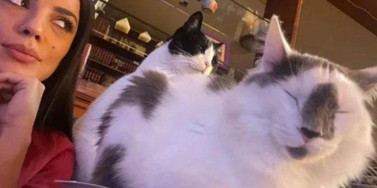 Ο Σίβα και ο Λίο της Ευλαμπίας Ρέβη