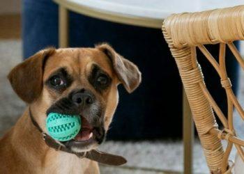 Οδηγός για την καλοκαιρινή φροντίδα του σκύλου σας: Απολαύστε το καλοκαίρι με ασφάλεια