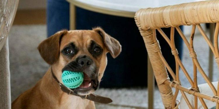 Οδηγός για την καλοκαιρινή φροντίδα του σκύλου σας: Απολαύστε το καλοκαίρι με ασφάλεια