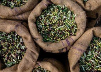 Σε κρίση το ελαιόλαδο: Ο καύσωνας απειλεί την παραγωγή στη Μεσόγειο