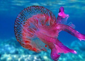 Θα γεμίσουν με μέδουσες οι θάλασσες στο μέλλον; Πώς οι καύσωνες απειλούν τα θαλάσσια οικοσυστήματα