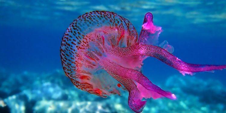 Θα γεμίσουν με μέδουσες οι θάλασσες στο μέλλον; Πώς οι καύσωνες απειλούν τα θαλάσσια οικοσυστήματα