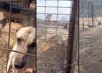 Λαγονήσι Αττικής: 40 γάτες και 25 σκυλιά κάηκαν στη Φάρμα Αδέσποτων Ζώων «Fazoo»