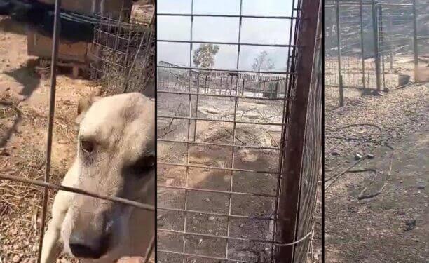 Λαγονήσι Αττικής: 40 γάτες και 25 σκυλιά κάηκαν στη Φάρμα Αδέσποτων Ζώων «Fazoo»