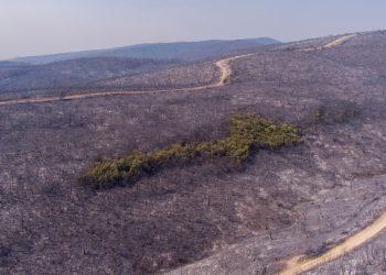 Ανεπανόρθωτη καταστροφή στον Έβρο – «Η Δαδιά δεν θα αναγεννηθεί πότε»