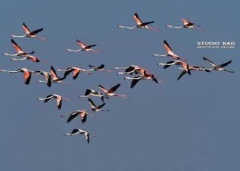 Φλαμίνγκο στον Υδροβιότοπο Ναυπλίου – Νέας Κίου: Μαγευτικές Εικόνες Των Εξωτικών Πουλιών