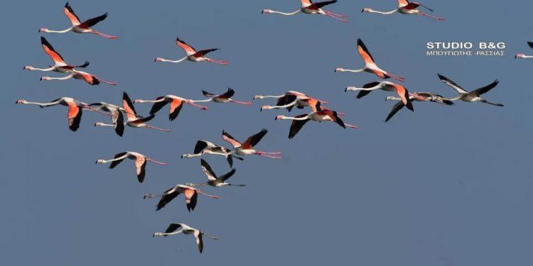 Φλαμίνγκο στον Υδροβιότοπο Ναυπλίου – Νέας Κίου: Μαγευτικές Εικόνες Των Εξωτικών Πουλιών