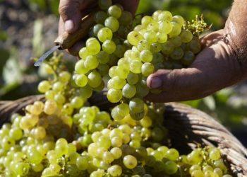 Διαδοχικά καιρικά σοκ φέρνουν πτώση αποδόσεων πάνω από 40% στον αμπελώνα Σαντορίνης