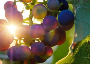 Κρασί: Με «πληγές» γέμισε ο ελληνικός αμπελώνας – Με τα έξοδα έμειναν οι παραγωγοί