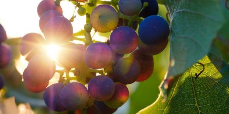 Κρασί: Με «πληγές» γέμισε ο ελληνικός αμπελώνας – Με τα έξοδα έμειναν οι παραγωγοί