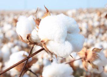 Λευτέρης Αυγενάκης: Το βαμβάκι, ο «λευκός χρυσός» της Ελλάδας