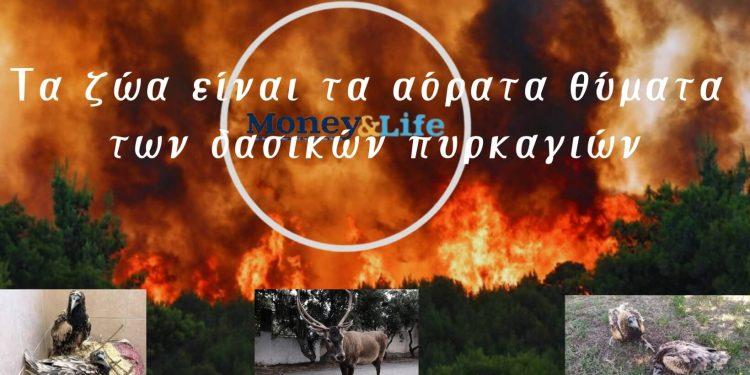 Αόρατα θύματα πυρκαγιών: Η ανάγκη για ευαισθητοποίηση