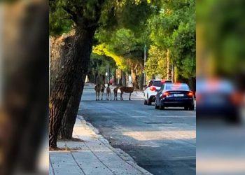 Συγκλονιστική μαρτυρία κατοίκου για τα πυρόπληκτα ελάφια και τα ζώα της άγριας πανίδας στην Πάρνηθα.