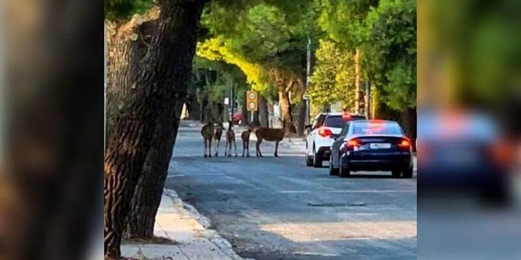 Συγκλονιστική μαρτυρία κατοίκου για τα πυρόπληκτα ελάφια και τα ζώα της άγριας πανίδας στην Πάρνηθα.