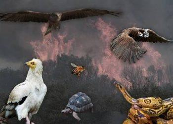 Φωτιά στον Έβρο: Στις φλόγες για 14η μέρα η Δαδιά