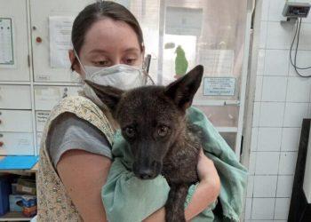 «Dogxim»: Εντοπίστηκε η πρώτη διασταύρωση σκύλου – αλεπούς στη Βραζιλία