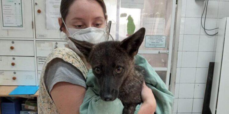 «Dogxim»: Εντοπίστηκε η πρώτη διασταύρωση σκύλου – αλεπούς στη Βραζιλία