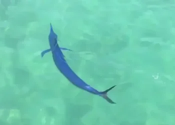 Μπλε βασιλική ζαργάνα εθεάθη σε παραλία του Ναυπλίου