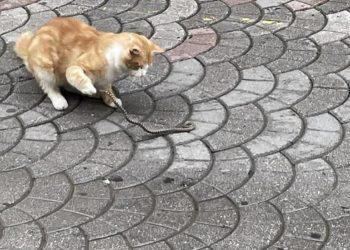 Όταν μια γάτα συνάντησε ένα φίδι… στο κέντρο της Τρίπολης