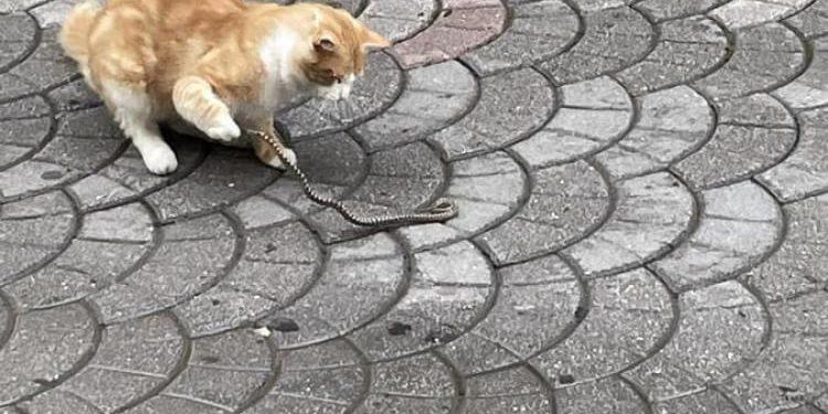 Όταν μια γάτα συνάντησε ένα φίδι… στο κέντρο της Τρίπολης