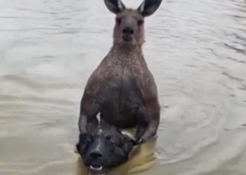 Άντρας μονομαχεί με «μπρατσωμένο» καγκουρό για να σώσει τον σκύλο του από πνιγμό