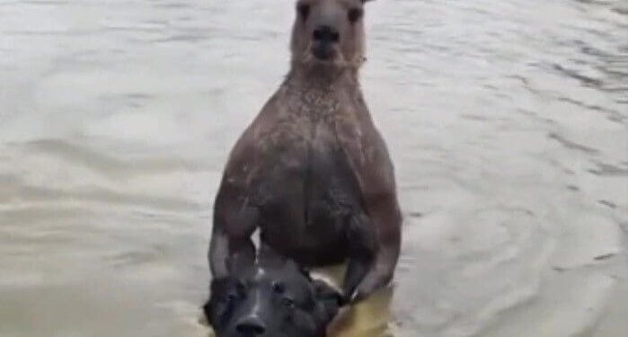 Άντρας μονομαχεί με «μπρατσωμένο» καγκουρό για να σώσει τον σκύλο του από πνιγμό