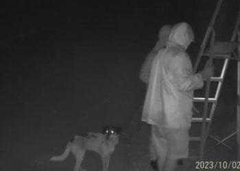 Σοκ: Πετούν από από μεγάλο ύψος σκυλιά σε καταφύγιο για να τα ξεφορτωθούν